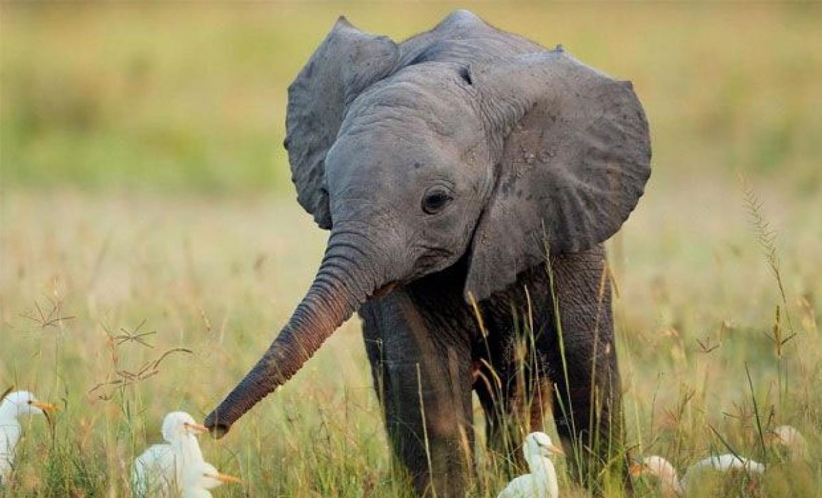 Million year old skull of female jumbo found in Pakistan